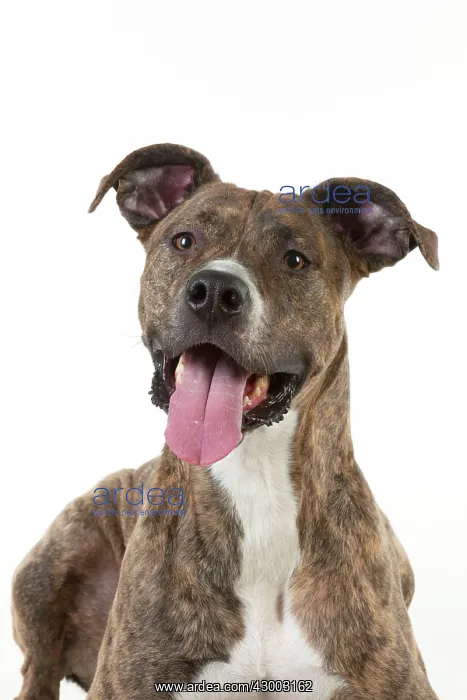  : Dog - cross breed