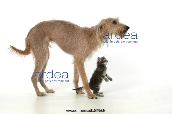 : DOG. Cross breed dog with 7 week old kitten : DOG. Cross breed dog with 7 week old kitten