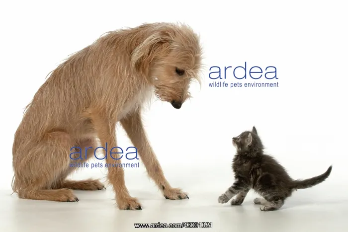 : DOG. Cross breed dog with 7 week old kitten : DOG. Cross breed dog with 7 week old kitten