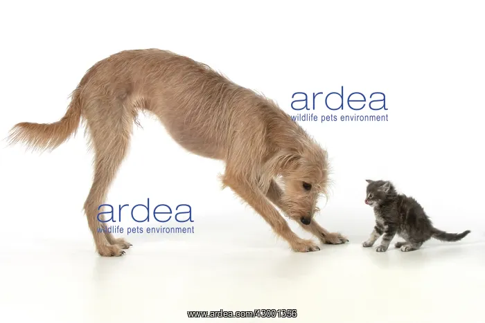  : DOG. Cross breed dog with 7 week old kitten