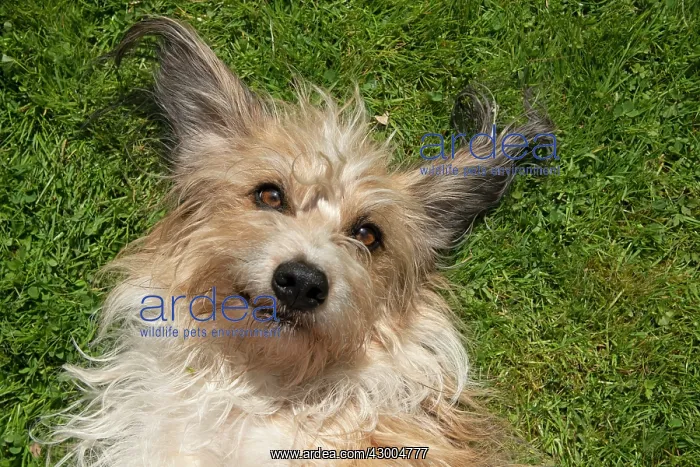 : DOG. cross breed dog, laying on its back on grass : DOG. cross breed dog, laying on its back on grass