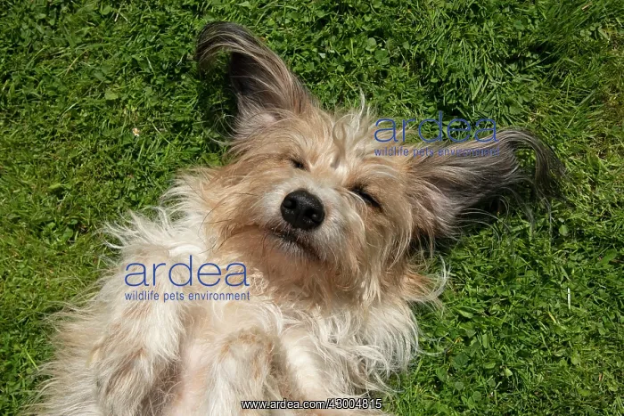  : DOG. cross breed dog, laying on its back on grass