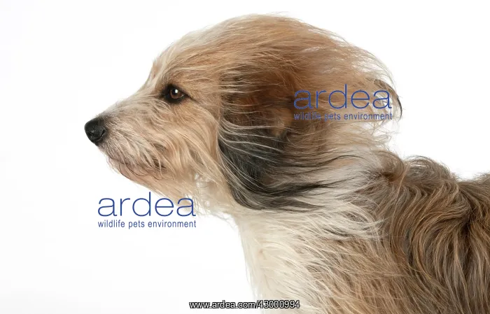  : DOG. Cross breed dog with long fur blowing in