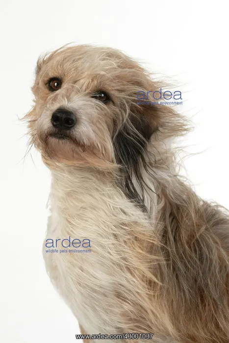 : DOG. Cross breed dog with long fur blowing in : DOG. Cross breed dog with long fur blowing in