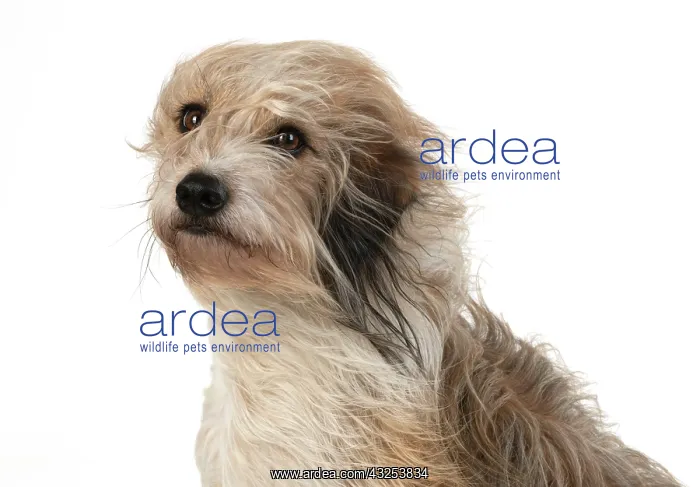 : DOG. Cross breed dog with long fur blowing in : DOG. Cross breed dog with long fur blowing in