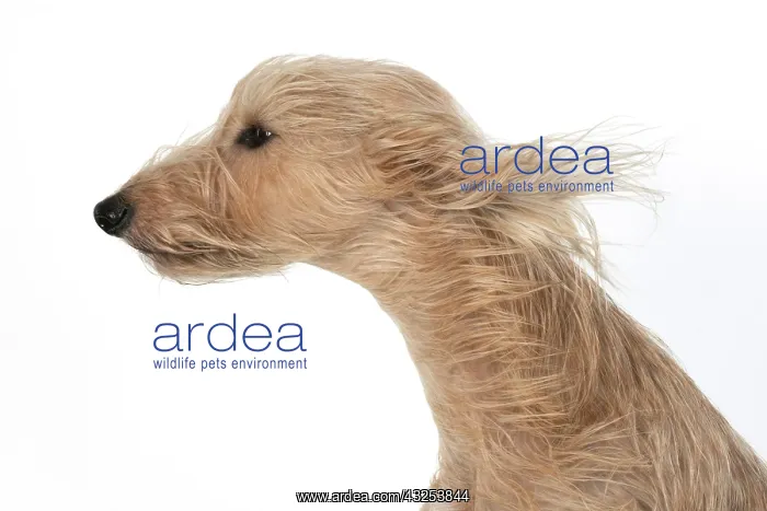 : DOG. Cross breed dog with long fur blowing in : DOG. Cross breed dog with long fur blowing in