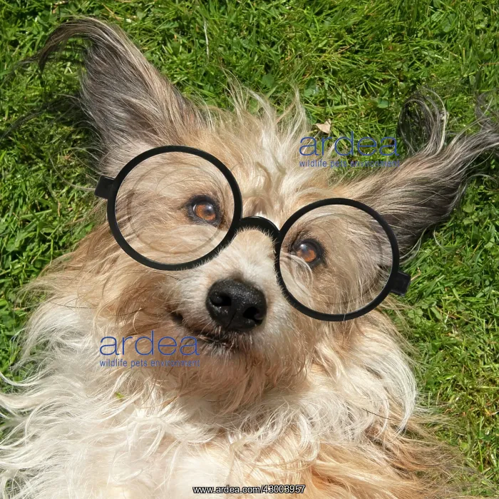: DOG. cross breed dog, lying on its back on grass : DOG. cross breed dog, lying on its back on grass