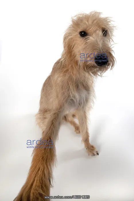 : DOG. Cross breed dog sitting, w / a lens, paw stretched : DOG. Cross breed dog sitting, w / a lens, paw stretched