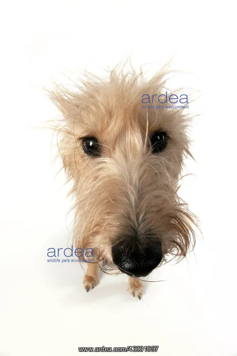 : DOG. Cross breed dog sitting, w / a lens, studio : DOG. Cross breed dog sitting, w / a lens, studio