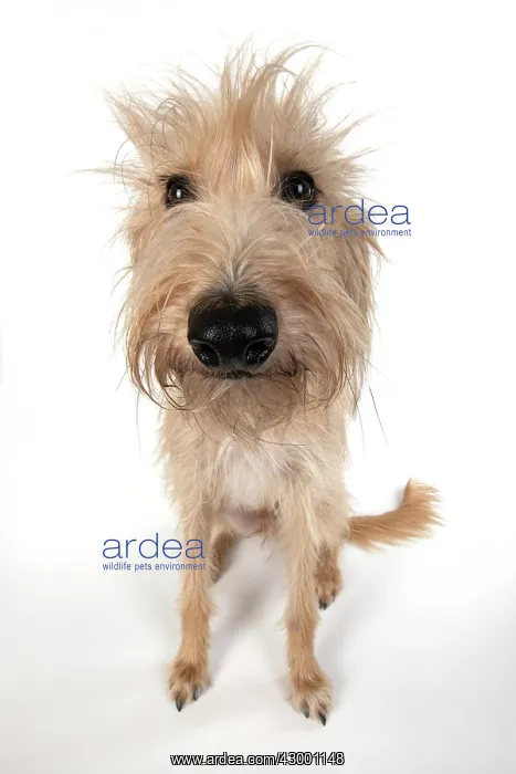 : DOG. Cross breed dog sitting, w / a lens, studio