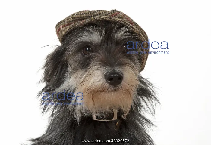 : Dog cross breed dog wearing a flat cap : Dog cross breed dog wearing a flat cap
