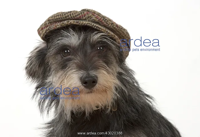 : Dog cross breed dog wearing a flat cap : Dog cross breed dog wearing a flat cap