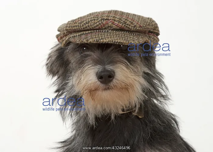  : Dog cross breed dog wearing a flat cap