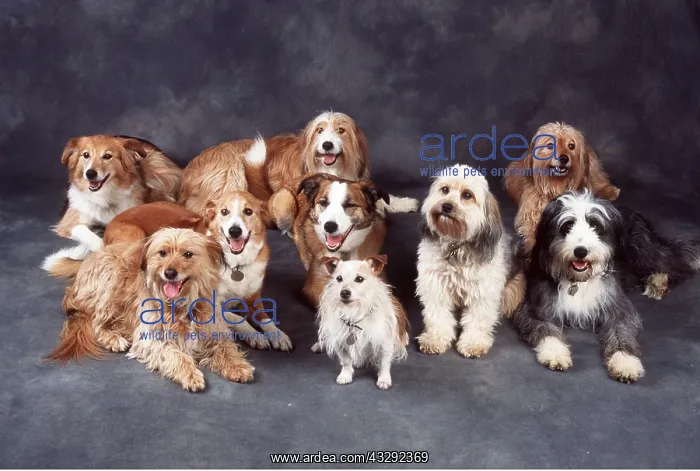 : DOG - CROSS BREED, GROUP : DOG - CROSS BREED, GROUP