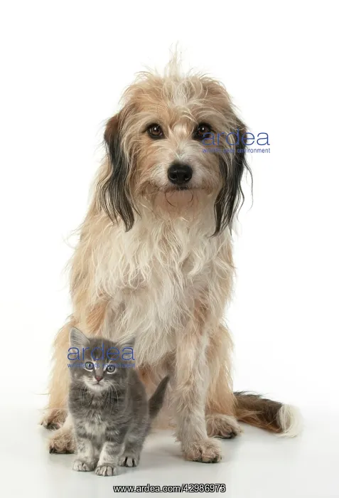 : DOG. Cross breed, hairy dog sitting with 7 week : DOG. Cross breed, hairy dog sitting with 7 week