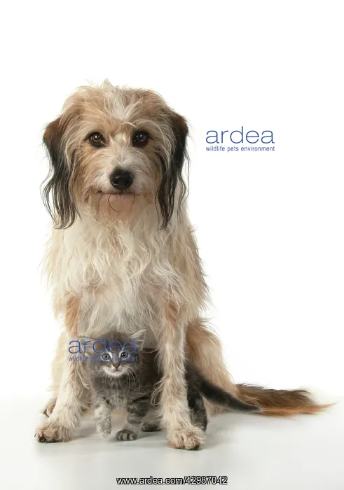 : DOG. Cross breed, hairy dog sitting with 7 week : DOG. Cross breed, hairy dog sitting with 7 week