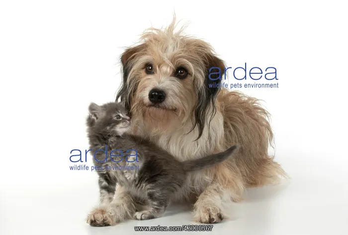 : DOG. Cross breed, hairy dog sitting with 7 week : DOG. Cross breed, hairy dog sitting with 7 week