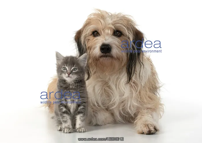 : DOG. Cross breed, hairy dog sitting with 7 week : DOG. Cross breed, hairy dog sitting with 7 week