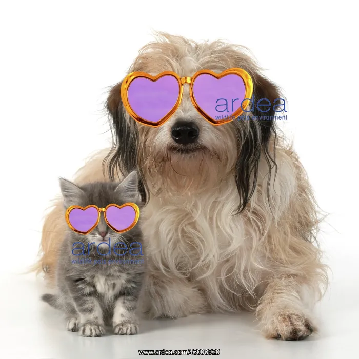 : DOG. Cross breed, hairy dog sitting with 7 week : DOG. Cross breed, hairy dog sitting with 7 week