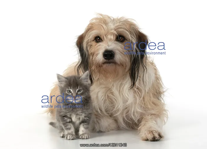 : DOG. Cross breed, hairy dog sitting with 7 week : DOG. Cross breed, hairy dog sitting with 7 week