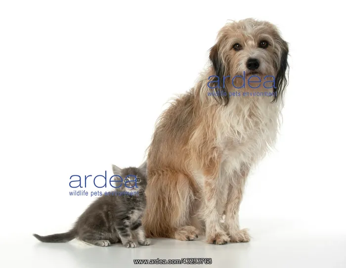 : DOG. Cross breed, hairy dog sitting with 7 week : DOG. Cross breed, hairy dog sitting with 7 week