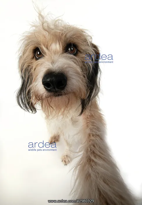 : DOG. Cross breed, hairy dog sitting with paw : DOG. Cross breed, hairy dog sitting with paw