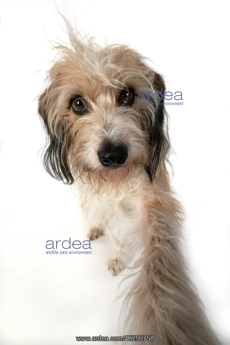 : DOG. Cross breed, hairy dog sitting with paw : DOG. Cross breed, hairy dog sitting with paw