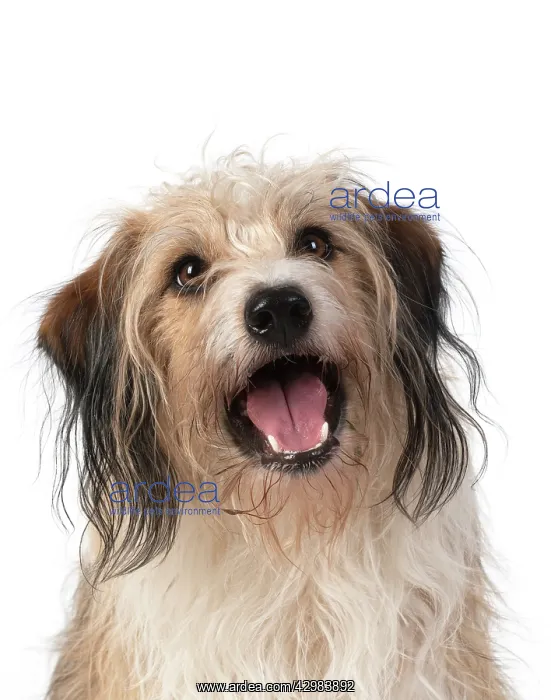 : DOG. Cross breed, head & shoulders, facial expression : DOG. Cross breed, head & shoulders, facial expression