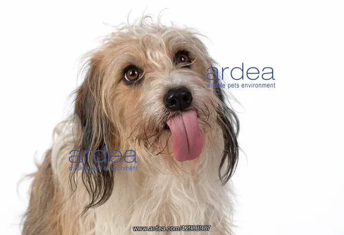 : DOG. Cross breed, head & shoulders, tongue outstudio : DOG. Cross breed, head & shoulders, tongue outstudio