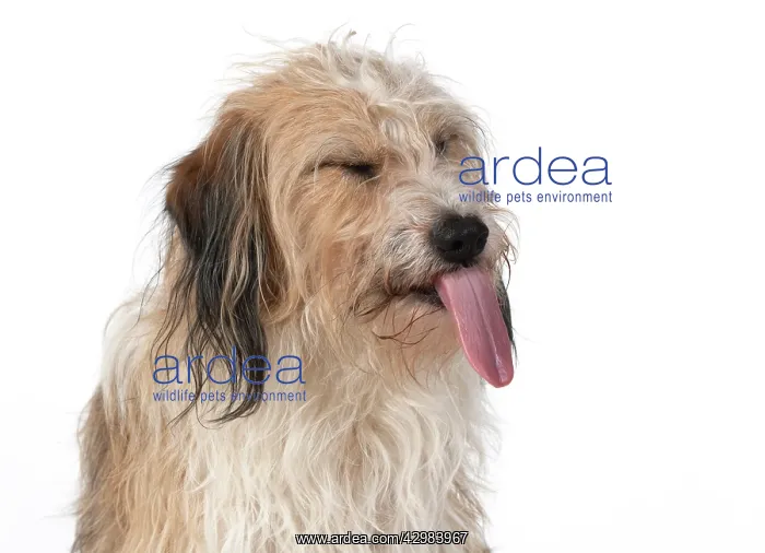 : DOG. Cross breed, head & shoulders, tongue outstudio : DOG. Cross breed, head & shoulders, tongue outstudio