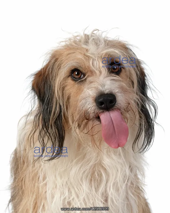 : DOG. Cross breed, head & shoulders, tongue outstudio : DOG. Cross breed, head & shoulders, tongue outstudio