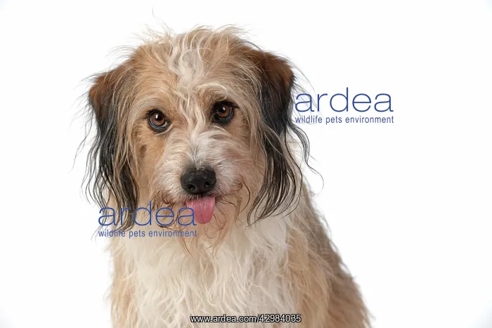 : DOG. Cross breed, head & shoulders, tongue outstudio : DOG. Cross breed, head & shoulders, tongue outstudio