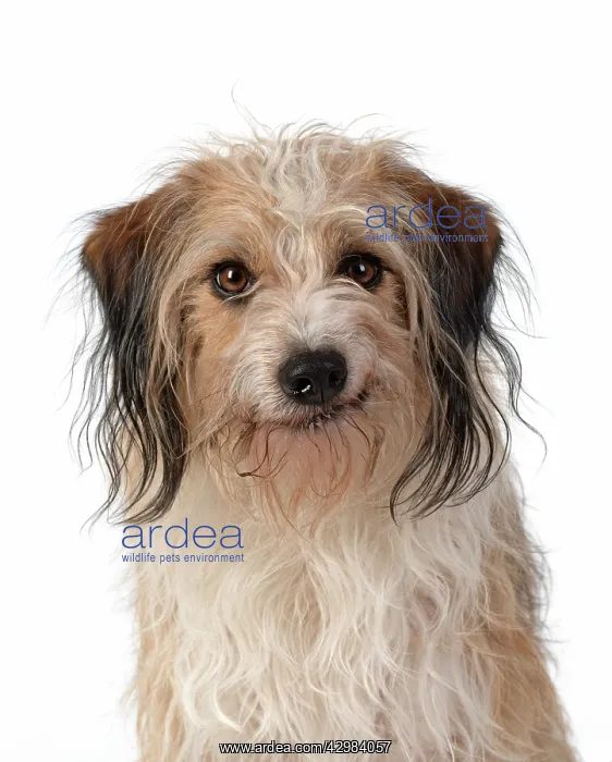 : DOG. Cross breed, head & shoulders, facial expression : DOG. Cross breed, head & shoulders, facial expression