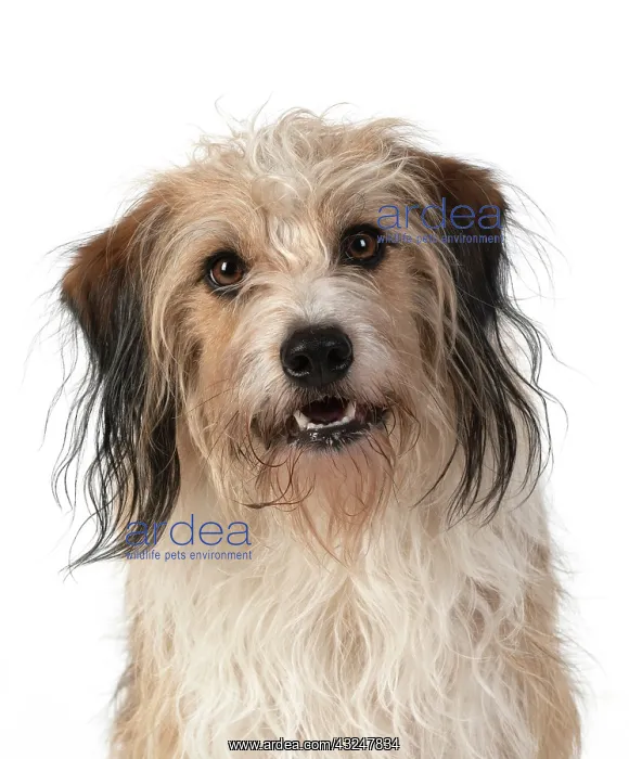 : DOG. Cross breed, head & shoulders, facial expression : DOG. Cross breed, head & shoulders, facial expression