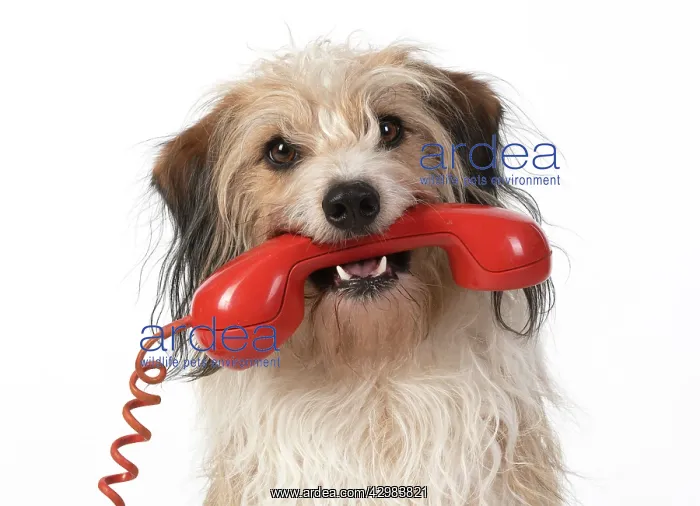 : DOG, cross breed holding phone in its mouth : DOG, cross breed holding phone in its mouth