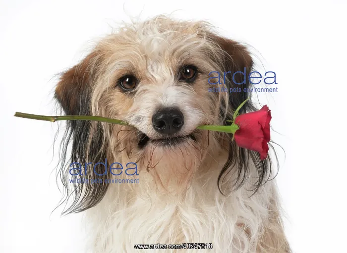 : DOG, cross breed holding a red rose in its mouth : DOG, cross breed holding a red rose in its mouth