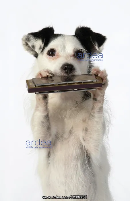  : DOG, cross breed jack Russell, sitting up playing