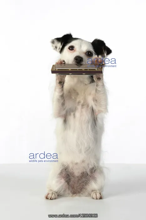 : DOG, cross breed jack Russell, sitting up playing : DOG, cross breed jack Russell, sitting up playing