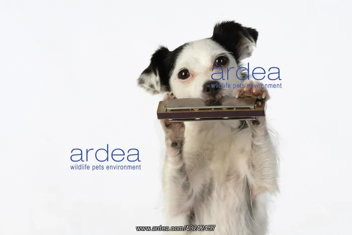 : DOG, cross breed jack Russell, sitting up playing : DOG, cross breed jack Russell, sitting up playing