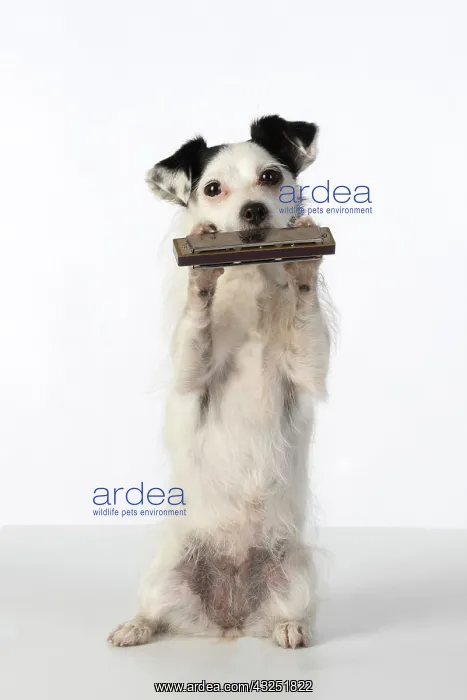 : DOG, cross breed jack Russell, sitting up playing : DOG, cross breed jack Russell, sitting up playing