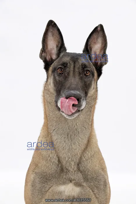  : DOG. Cross breed, licking its nose