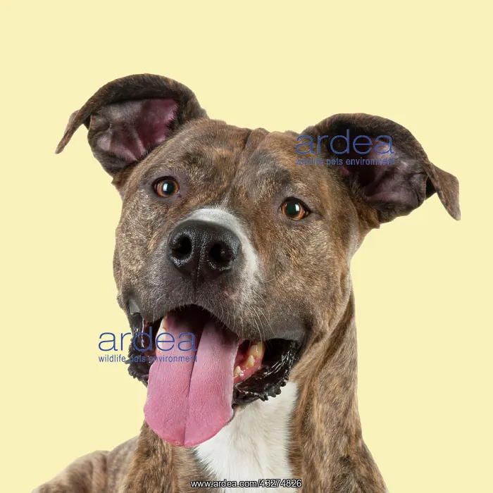 : DOG - cross breed with open mouth : DOG - cross breed with open mouth