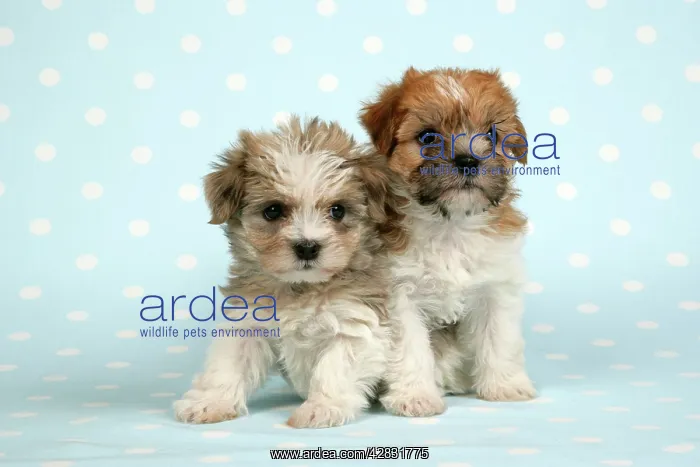 : Dog - Two cross breed puppies in front of dotted background : Dog - Two cross breed puppies in front of dotted background