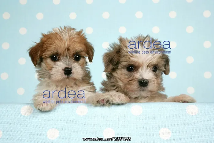  : Dog - Cross breed Puppies peeking over cloth