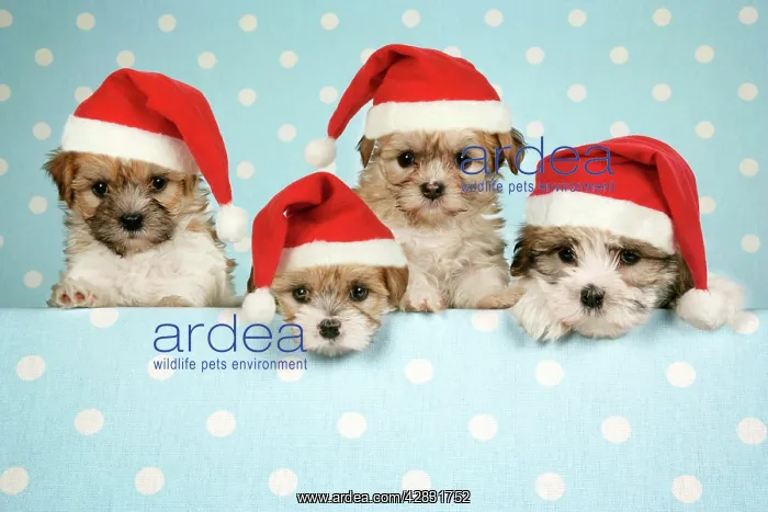 : Dog - Cross breed Puppies peeking over cloth wearing : Dog - Cross breed Puppies peeking over cloth wearing