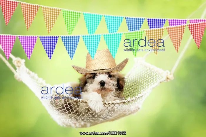 : Dog - Cross breed Puppy : Dog - Cross breed Puppy