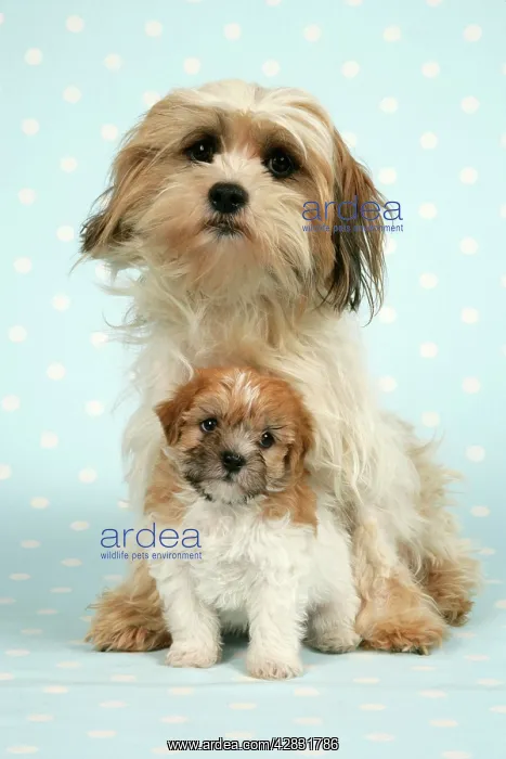 : Dog - Cross breed puppy and dog in front of dotted : Dog - Cross breed puppy and dog in front of dotted
