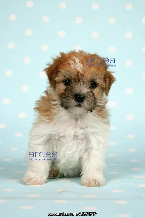 : Dog - Cross breed puppy in front of dotted background : Dog - Cross breed puppy in front of dotted background