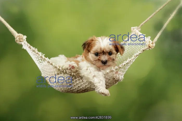  : Dog - Cross breed Puppy in hammock
