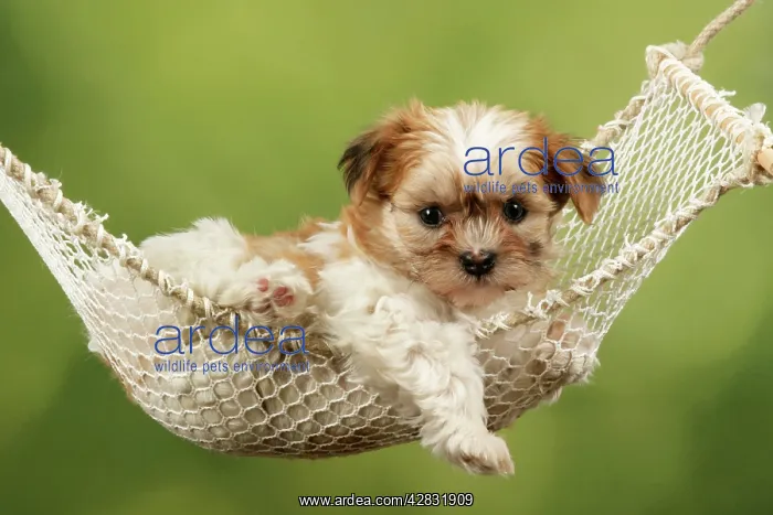  : Dog - Cross breed Puppy in hammock